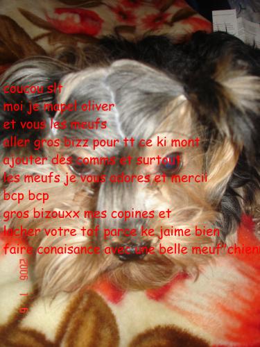 mon tit chien ki veut sortir avec une meuf